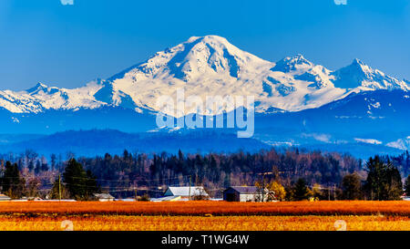 Mount Baker, einem schlafenden Vulkan im Staat Washington, gesehen von der Heidelbeere Felder von Glen Valley in der Nähe von Lethbridge in British Columbia, Kanada Stockfoto