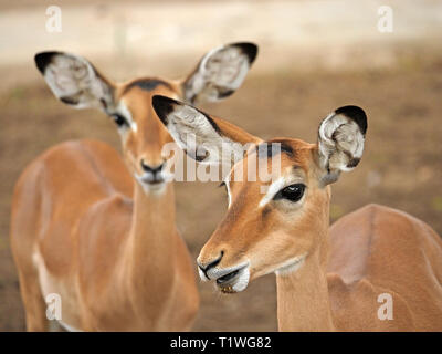 Zwei weibliche Impalas (Aepyceros melampus) eine Antilope (Swahili - Swala Pala) in die Kamera starrt in Tsavo Ost Nationalpark Kenia, Afrika Stockfoto