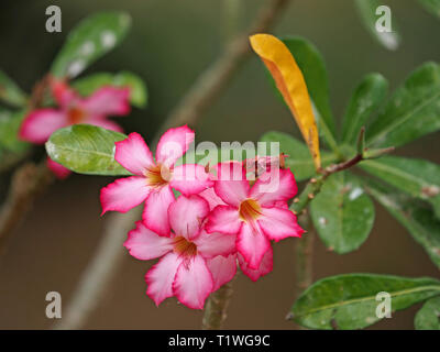 Eine gelbe Blatt unter rosa Blüten und grünes Laub von Desert Rose (adeniums obesum) eine giftige sukkulente Pflanze von trockenen Tsavo Ost NP, Kenia, Afrika Stockfoto