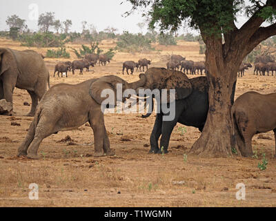 Zwei junge Stier afrikanische Elefanten (Loxodonta africana) tussle in kräftemessen an einem Baum in der Nähe der Wasserstelle im Satao Camp Tsavo Ost NP, Kenia Afrika Stockfoto