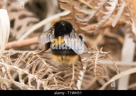 Buff-tailed Hummel (Bombus terrestris), eine frühe neue Arten, die auf der Suche nach einem Nest auf Heide im März, Surrey, Großbritannien Stockfoto