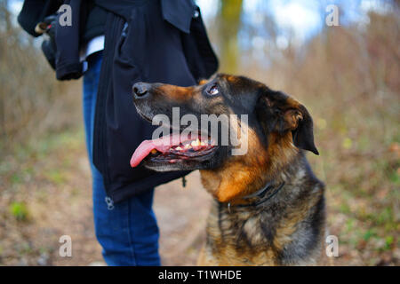 Schäferhund Rüde von seiner Besitzerin im Wald ausruhen. Stockfoto