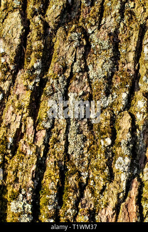 Rinde eines englischen Eiche Stieleiche, Quercus Robur, Quercus pendunculata, mit Flechten und Moose Stockfoto