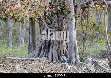 Banyan Tree (Ficus benghalensis) ist der Nationalbaum von Indien Stockfoto