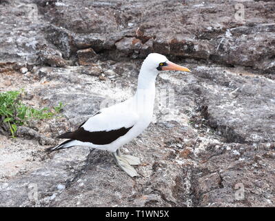 Nazca Tölpel vogel Sula granti auf dem Boden Stockfoto