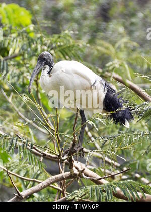 Heiligen Threskiornis aethiopicus Ibis in einem Baum Stockfoto