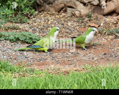 Wild Mönch sittiche Myiopsitta monachus Nahrungssuche am Boden Stockfoto