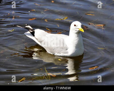 Schwarz-legged Dreizehenmöwe Rissa tridactyla auf dem Wasser Stockfoto