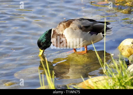 Anas platyrhynchos Stockente Männliche Ente stehend an einem Teich Stockfoto