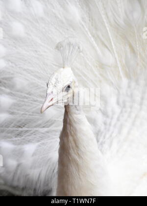 Weiß leucistic Pfau Verbreitung und seine Federn anzeigen Stockfoto