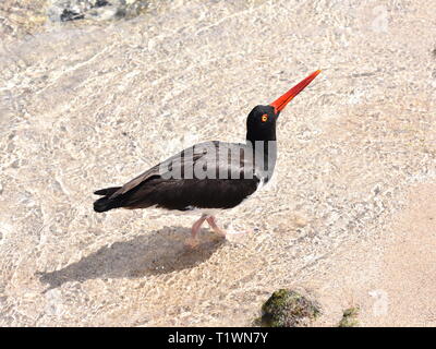 Amerikanische Austernfischer Haematopus palliatus Nahrung an einem Sandstrand Stockfoto