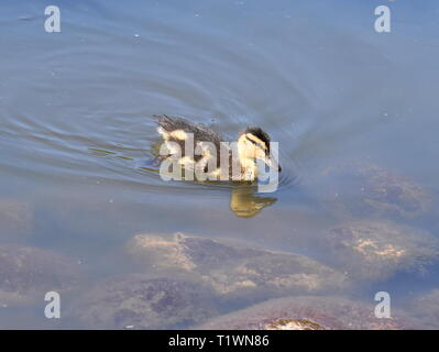 Mallard Entlein Anas platyrhynchos allein Schwimmen in einem Teich Stockfoto