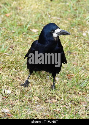 Saatkrähe Corvus frugilegus Wandern auf einem Rasen Stockfoto