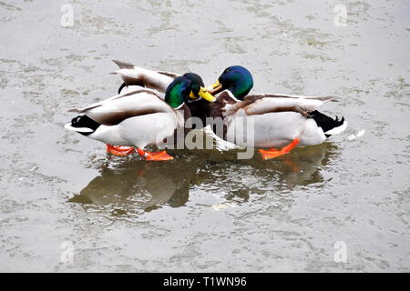 Stockente Anas platyrhynchos Männer kämpften, Stockfoto