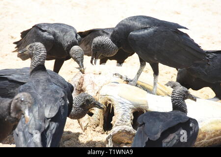 Der schwarze amerikanische Geier Coragyps atratus Fütterung von Aas am Strand Stockfoto