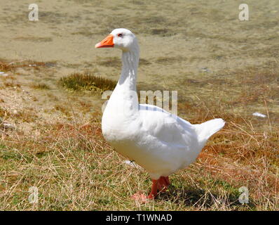 Weiße Gans zu Fuß auf dem Boden Stockfoto