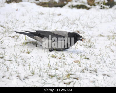 Nebelkrähe Corvus cornix gehen auf Schnee Stockfoto