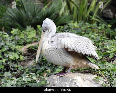 Rosa-backed Pelican sitzt auf einem Stein Stockfoto