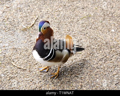 Männliche mandarinente Aix galericulata Wandern auf einem Ufer Stockfoto