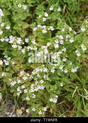 Die kleine wilde Kraut augentrost Euphrasia sp. Blüte in einem Feld Stockfoto