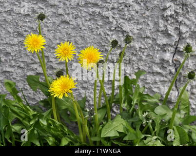 Löwenzahn von einer Betonwand wachsende Stockfoto