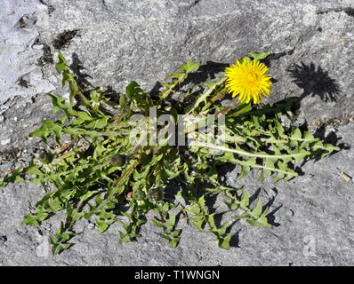 Löwenzahn von einer Betonwand wachsende Stockfoto