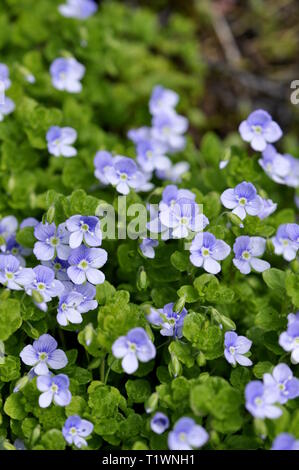 Schleichende Ehrenpreis Veronica filiformis Blumen in der Natur Stockfoto