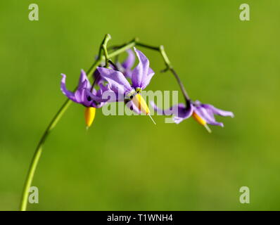 Bittersüßer Nachtschatten Solanum dulcamara Blumen auf grünem Hintergrund Stockfoto