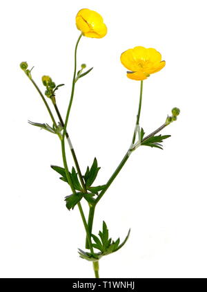 Hahnenfuß Ranunculus acris auf weißem Hintergrund Stockfoto