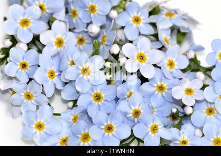 Nahaufnahme auf Wasser vergiss mich nicht Myosotis palustris Stockfoto