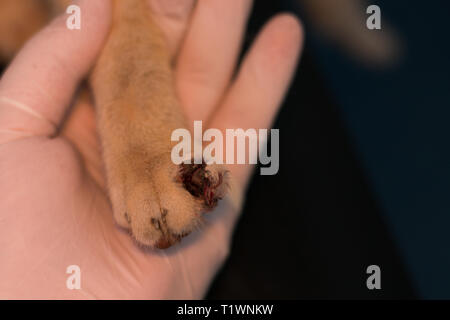 Katze mit seinem gebrochenen Finger Stockfoto