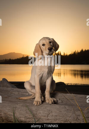 Gelb 3 Monate alten Labrador Retriever Welpen bei Sonnenuntergang am Strand Stockfoto