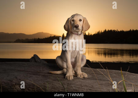 Gelb 3 Monate alten Labrador Retriever Welpen bei Sonnenuntergang am Strand Stockfoto