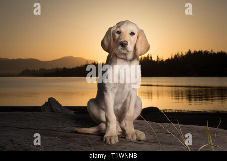 Gelb 3 Monate alten Labrador Retriever Welpen bei Sonnenuntergang am Strand Stockfoto