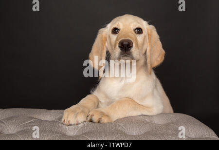 Junge labradoodle Welpen im Studio Stockfoto