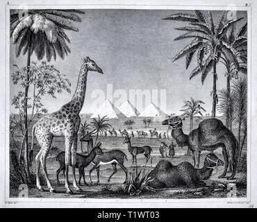 1849 Zoologische Drucken - Wildtiere - Säugetiere Afrikas einschließlich Kamelen, Giraffen, Stockfoto