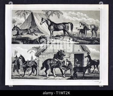 1849 Zoologische Drucken - Wildtiere - Säugetiere Zebras, Lamas und domestizierten Pferde Stockfoto