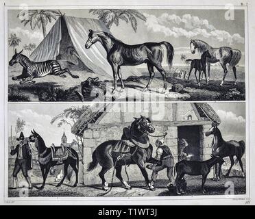 1849 Zoologische Drucken - Wildtiere - Säugetiere Zebras, Lamas und domestizierten Pferde Stockfoto
