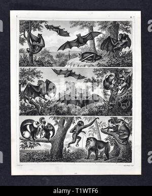 1849 Zoologische Drucken - Wildtiere - Säugetiere - Fledermäuse und Affen Stockfoto