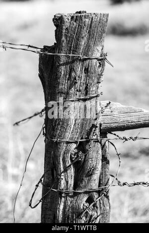 Schwarz & Weiß Nahaufnahme von Stacheldraht zaun & verwitterten hölzernen Zaun Pfosten; Ranch in Colorado, USA Stockfoto