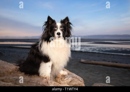 Niedliche Mischling Hund am Strand bei Sonnenuntergang Stockfoto