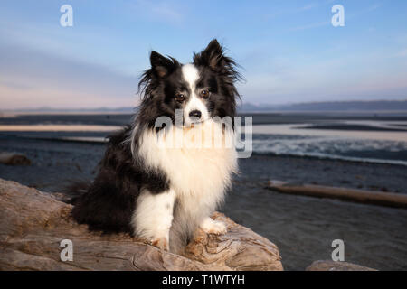 Niedliche Mischling Hund am Strand bei Sonnenuntergang Stockfoto
