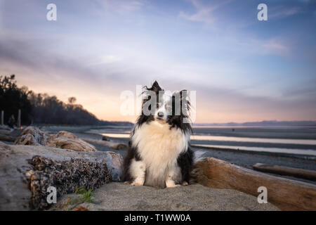 Niedliche Mischling Hund am Strand bei Sonnenuntergang Stockfoto