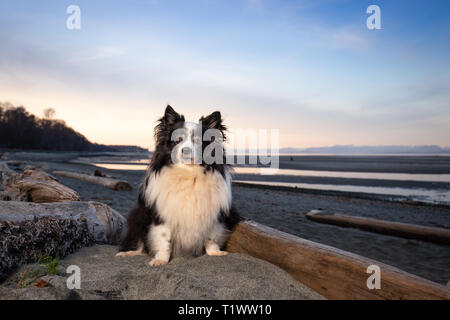Niedliche Mischling Hund am Strand bei Sonnenuntergang Stockfoto