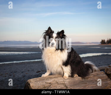 Niedliche Mischling Hund am Strand bei Sonnenuntergang Stockfoto