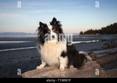 Niedliche Mischling Hund am Strand bei Sonnenuntergang Stockfoto