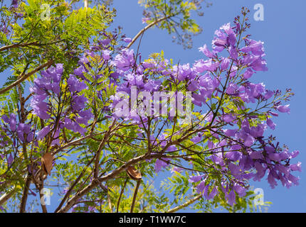 Jacaranda Baum, Jacaranda mimosifolia, in Blüte. Kanarische Inseln, Spanien. Stockfoto