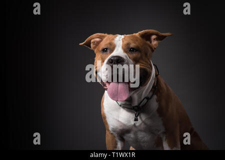 Junge American Staffordshire Terrier Hund, Portrait. Studio Shot Stockfoto