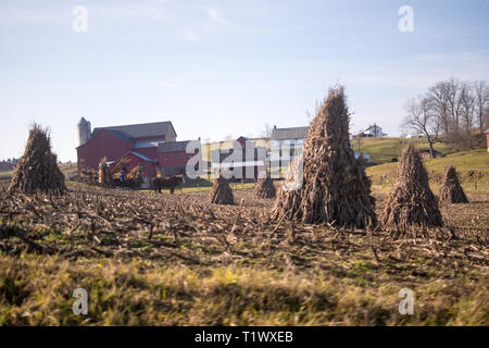 Seitenansicht des amischen Ernten von Heu. Stockfoto