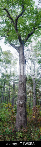 Landschaft bei Hawn State Park Stockfoto